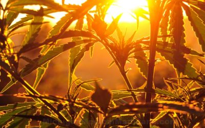 PHOTOSYNTHETIC RESPONSE OF CANNABIS SATIVA L