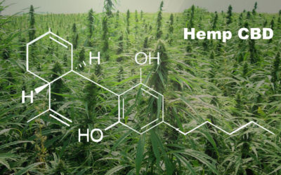Michigan officials say, Adding CBD oil to food and drinks is illegal.