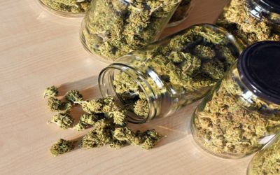 Social Equity Plans for Cannabis Business In Michigan