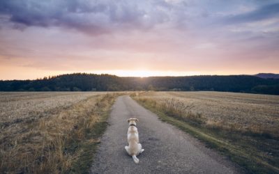 Change in state law brings an uncertain future for dogs