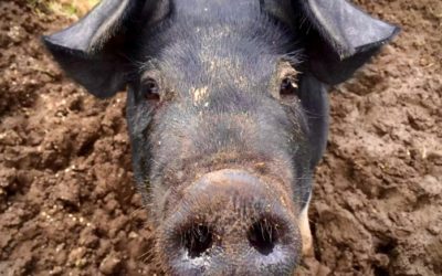 2019 Congressional Pig Book-See how your tax dollars are wasted.