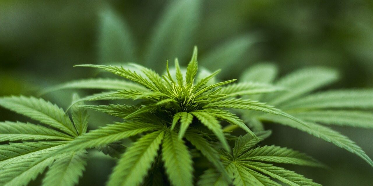 Attempt to Amend The Marijuana Legalization Law – SB1095