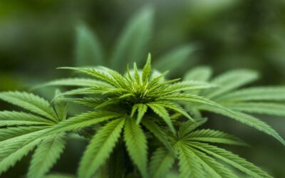 Attempt to Amend The Marijuana Legalization Law – SB1095