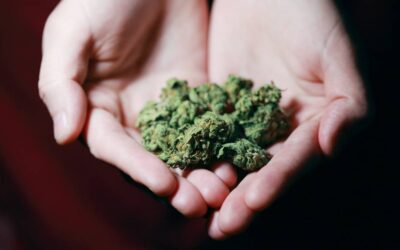 Cannabis Dispensary News
