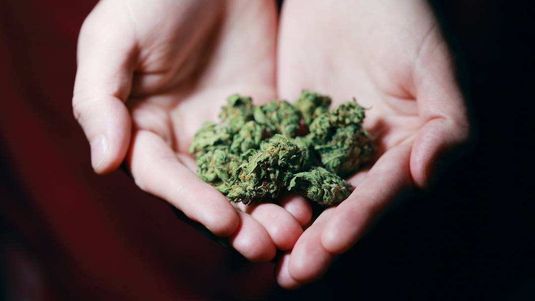 Recreational Marijuana Options Might Change in Michigan This Fall