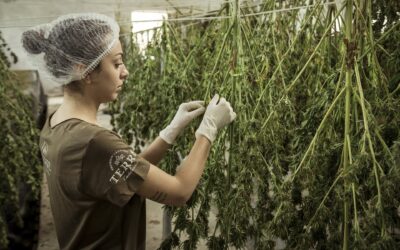 Michigan State Police Bust $10 Million Marijuana Grow