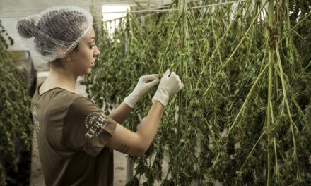 Cannabis Business License Applications Being Accepted Early