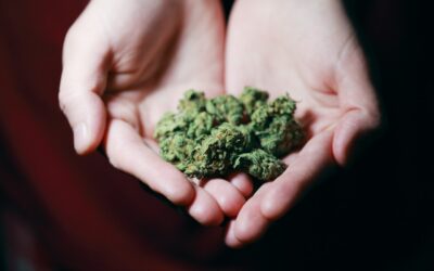 Biden DOJ takes IRS side in marijuana 280E fight