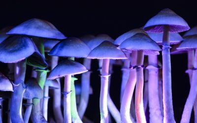 Detroit voters will decide To decriminalize psychedelics
