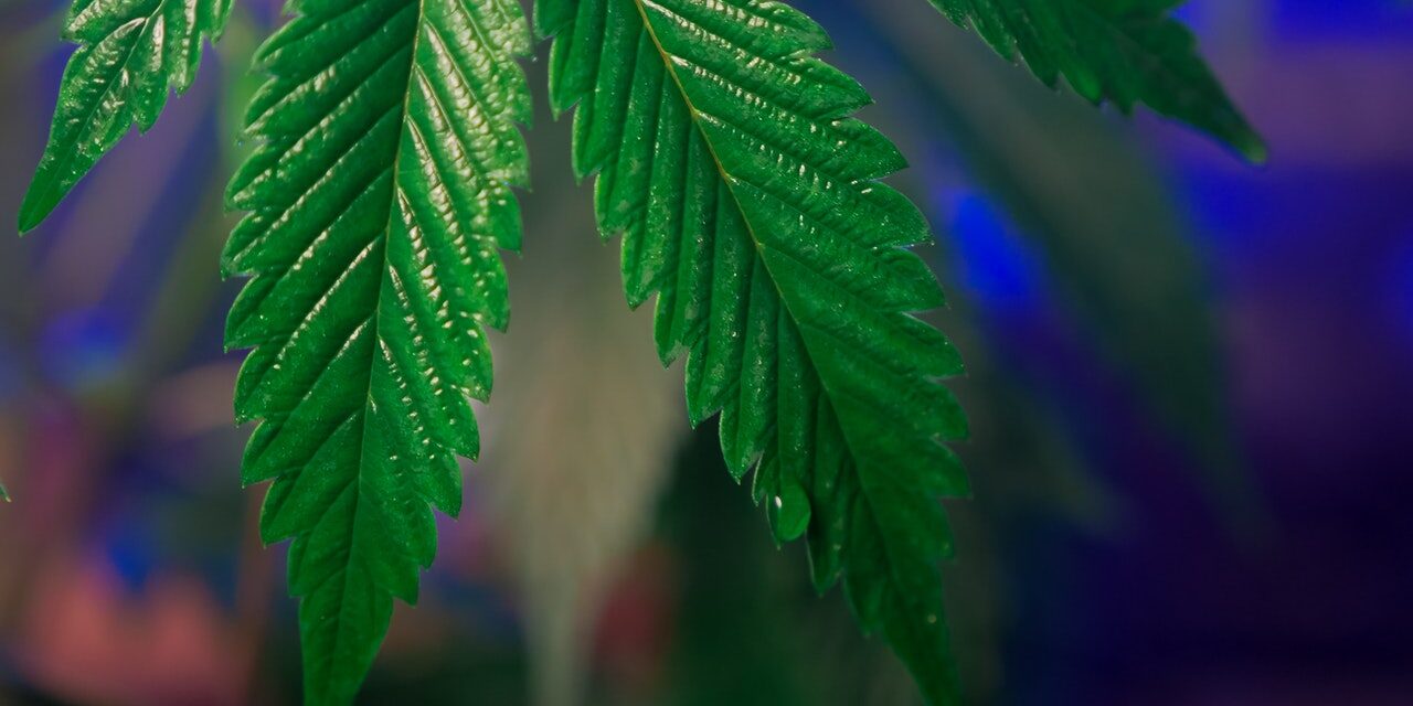 The Definition of Marijuana Has Changed in Michigan