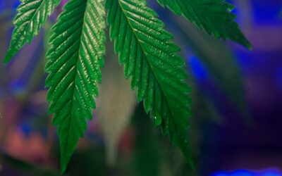 The Definition of Marijuana Has Changed in Michigan