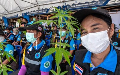 Thailand cannabis: From a war on drugs to weed curries