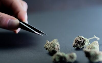 Claims of super potent weed causes distrust in marijuana industry