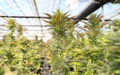 Michigan man growing marijuana won’t face major charges, court says
