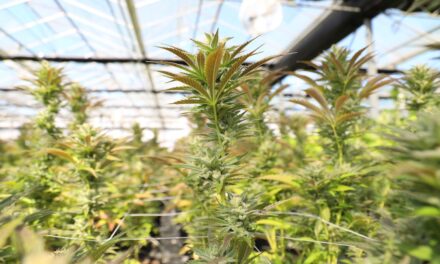 Michigan man growing marijuana won’t face major charges, court says