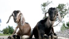 Dead Goats Lead to Marijuana Bust