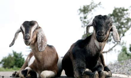 Dead goats lead Michigan deputies to illegal marijuana grow