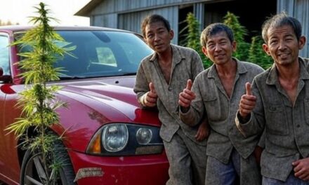 Four Chinese nationals arrested in Michigan with 5000 plants may avoid jail